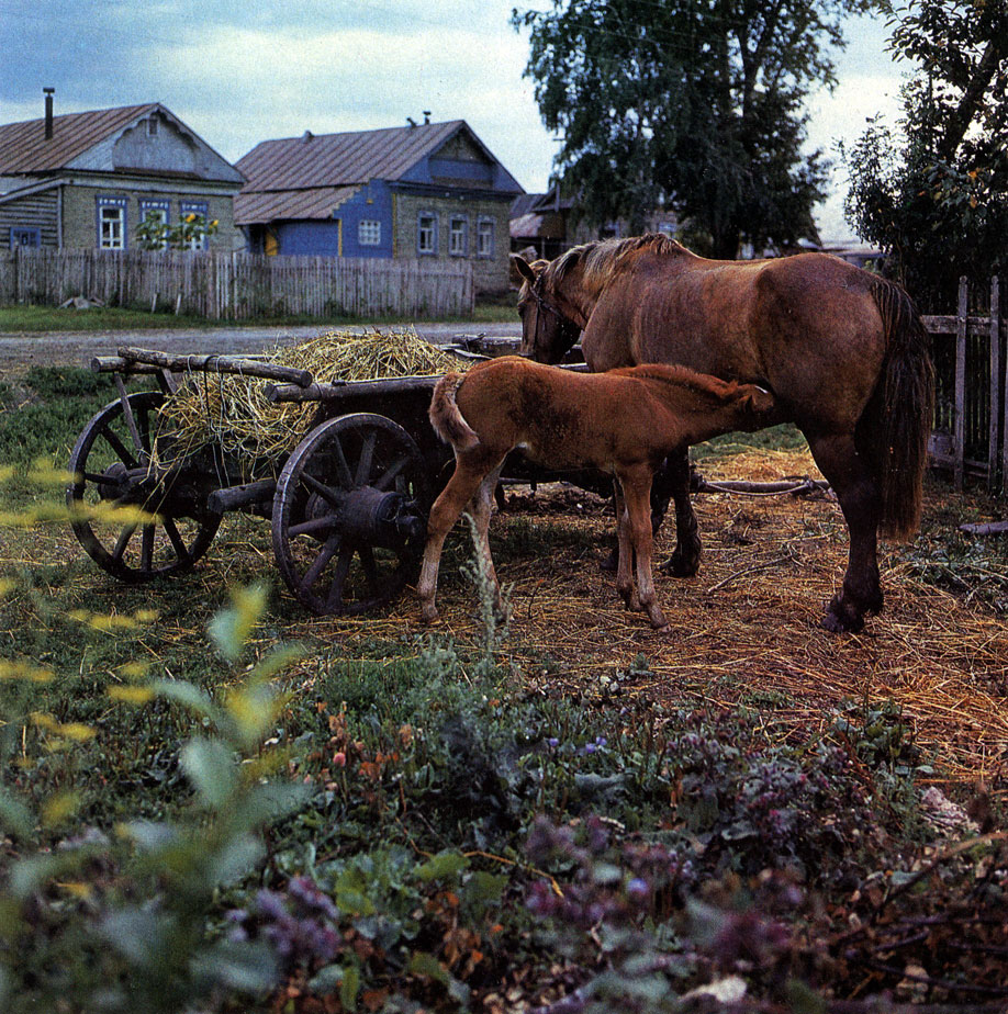 И в наши дни не обойтись в селе без рабочей лошади. Мордовская АССР