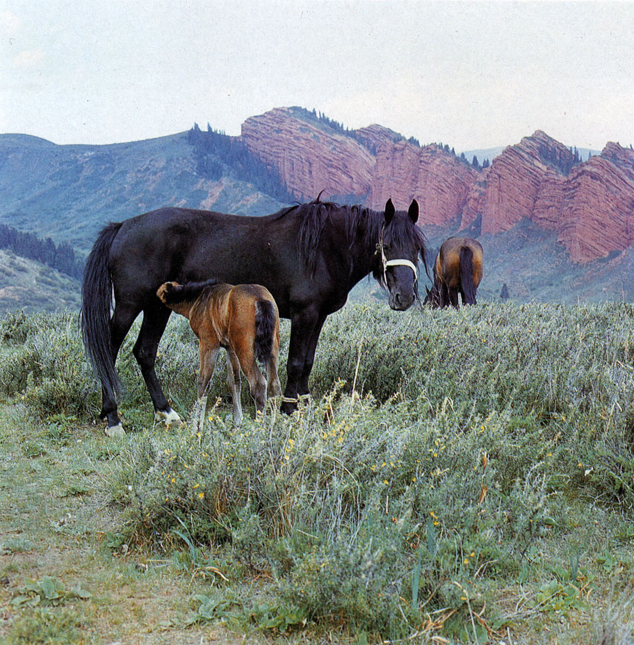В предгорьях Кавказа сформировался своеобразный тип горской лошади. Мало-Карачаевский конный завод