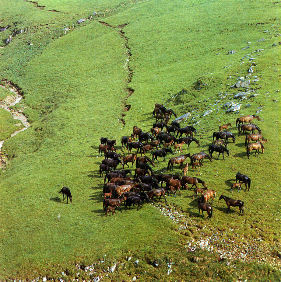 Молодняк на пастбищах в предгорьях Большого Кавказа