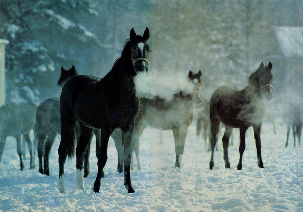 Лошади зимой