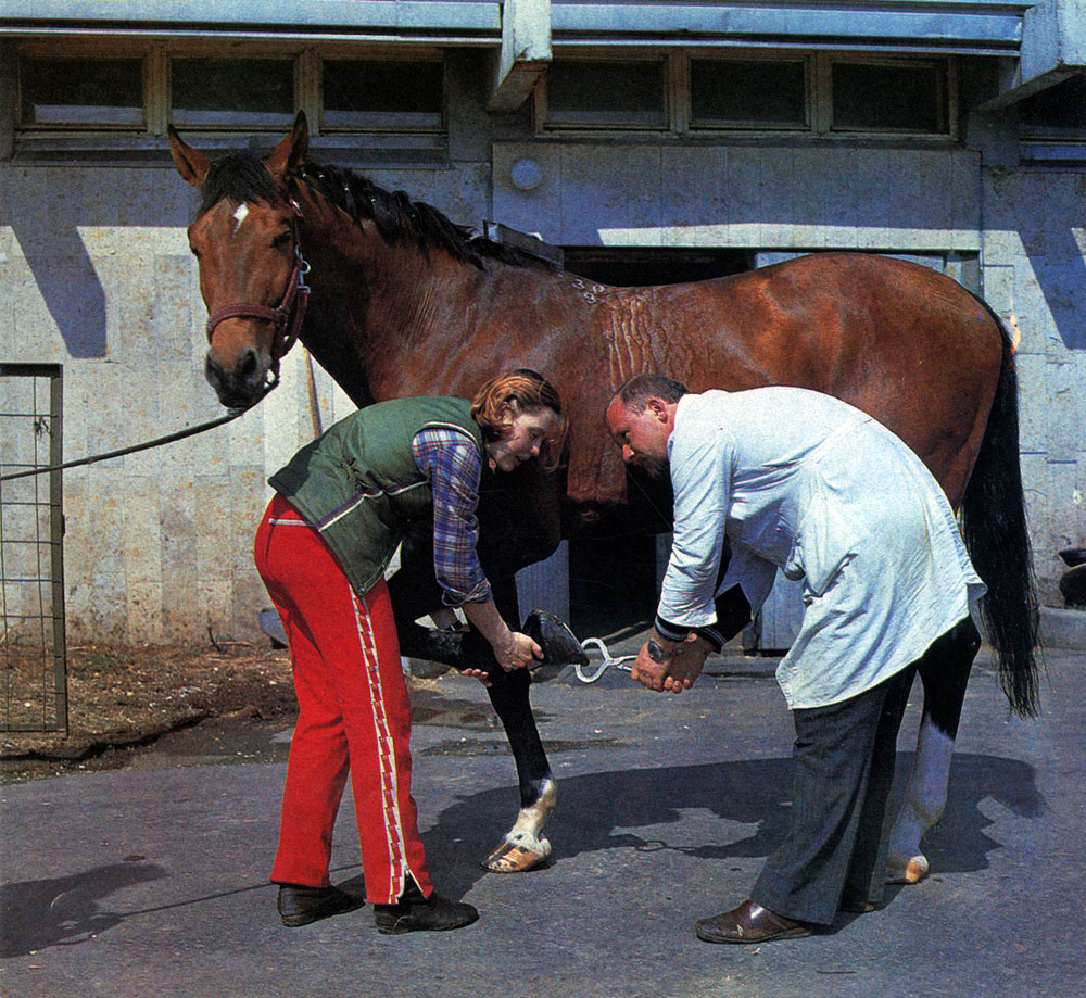 Уход за лошадью не так-то прост: ее надо почистить, помыть, проверить ковку, «справиться» о состоянии здоровья и уж после этого квалифицированно оседлать
