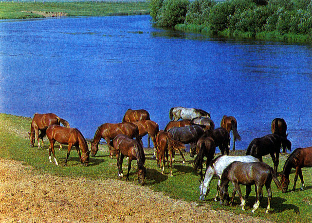Лошади любят воду, охотно идут в нее. В санатории при Московском ипподроме их специально «прогуливают» в воде для восстановления сил