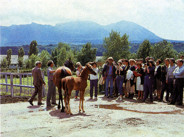 Ежегодно в конце июня в Терский конный завод съезжаются зарубежные гости приобрести на традиционном аукционе племенное пополнение для своих заводов