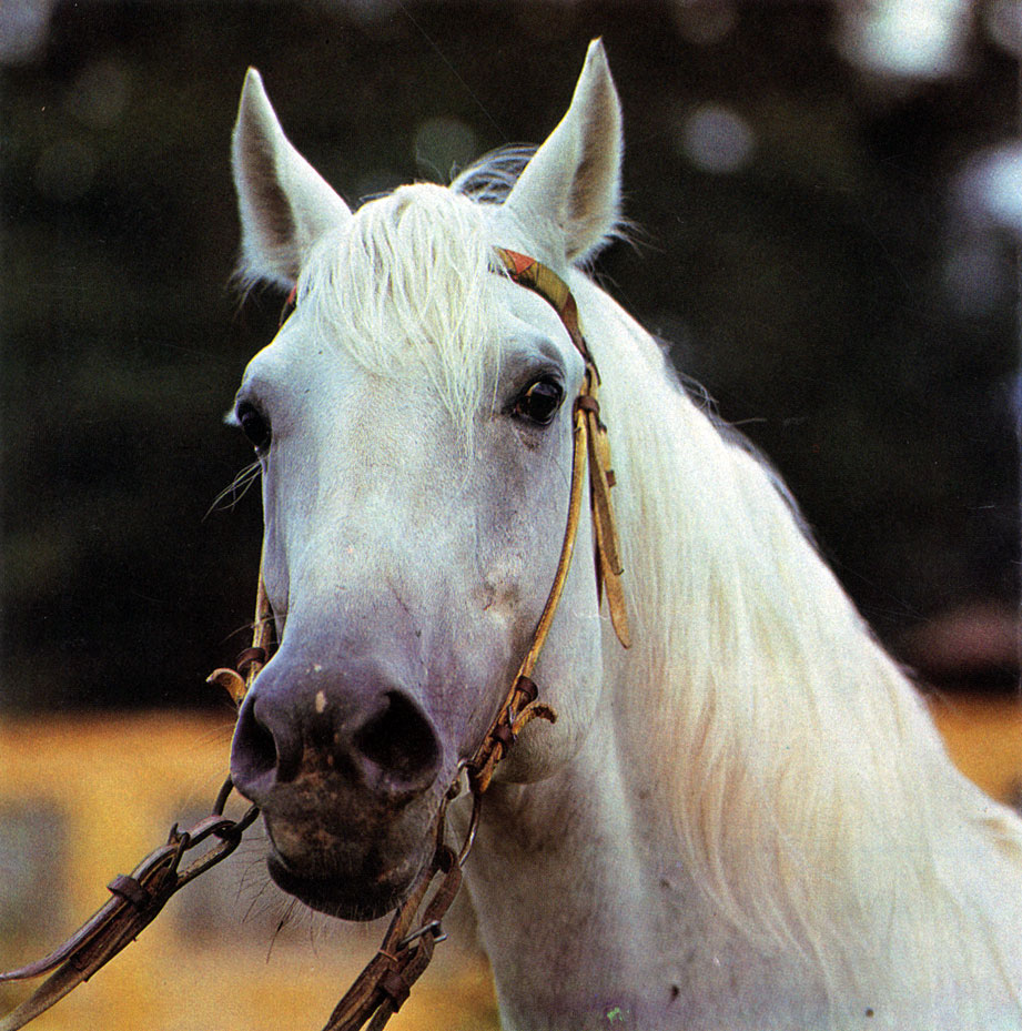Нарядность, хорошие верховые формы лошадей терской породы сочетаются с крепостью конституции и нетребовательностью к условиям содержания
