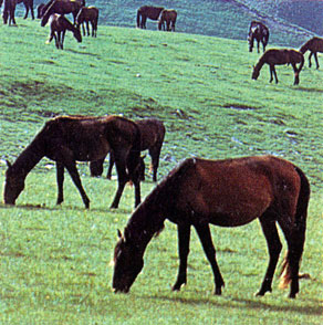 Горские породы Северного Кавказа (кабардинские и карачаевские лошади)