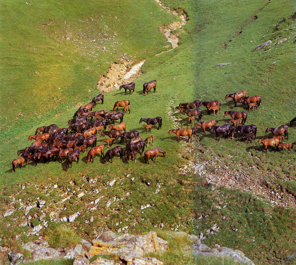 Специфика горных пастбищ сильно сказалась на породных признаках горских лошадей. Мало-Карачаевский конный завод