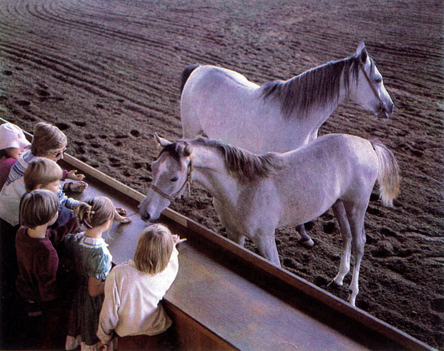 На международном аукционе в 1-м Московском конном заводе покупателям показывают лошадь в свободном движении, преодолении препятствий, под седлом