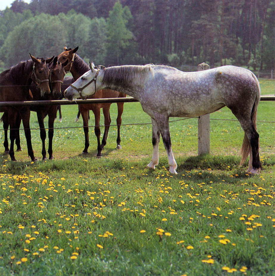 Нарядная, крупная, гармоничного сложения лошадь - таков современный орловский рысак. Пион - серый жеребец, рожденный в 1966 году в Дубровском заводе, рекордист на дистанциях 1600 и 3200 м, выдающийся производитель