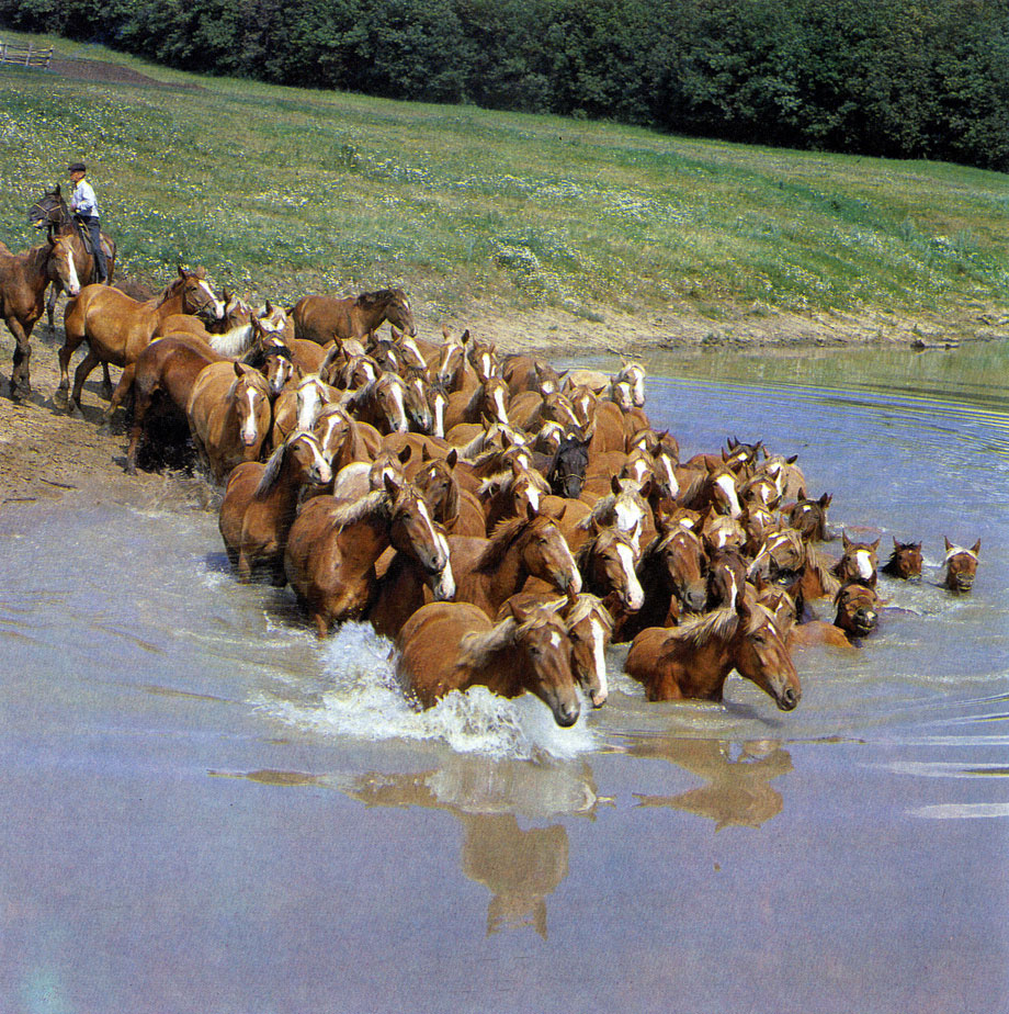 В жаркий летний день молодняк принимает «водные процедуры». Ичалкинский конный завод. Мордовская АССР
