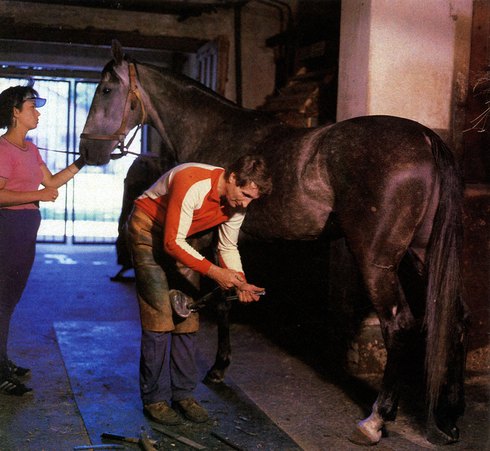Лошадей «обувают» профессионалы-кузнецы и ковали, работающие в кузнице при Московском ипподроме