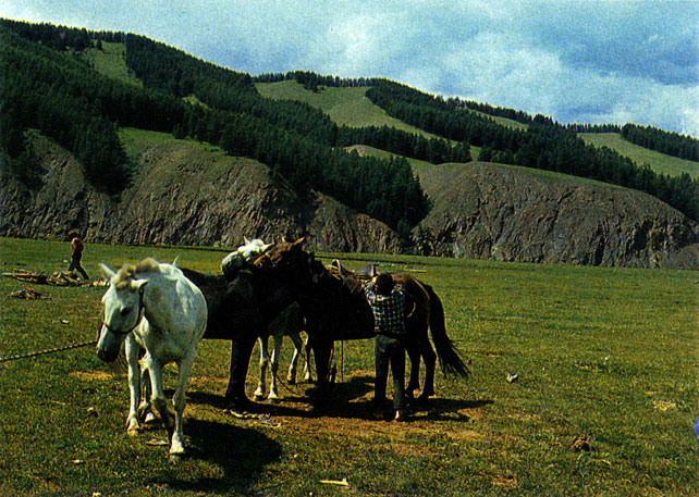На тропах горного Алтая лошадь - незаменимый помощник. Тувинская АССР
