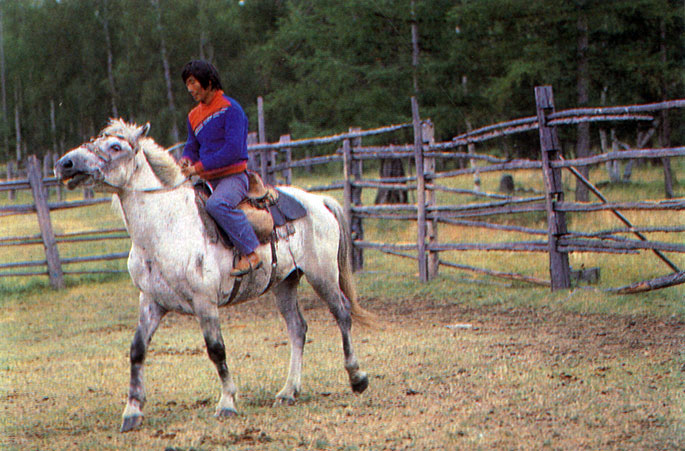 Якутские лошади, находящиеся на табунном содержании, хорошо нажировываются на пастбищах, во время откорма и дают отличное мясо, пользующееся большим спросом