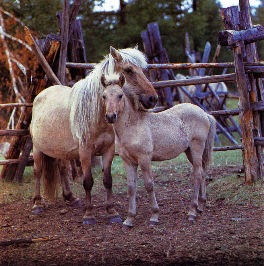 Якутские лошади, находящиеся на табунном содержании, хорошо нажировываются на пастбищах, во время откорма и дают отличное мясо, пользующееся большим спросом