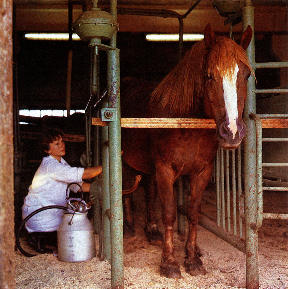 И лошадь приучили к механизированной дойке... Кумысная ферма в совхозе имени Горького Ногинского района Московской области