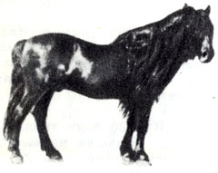 Лошадь аборигенной южно-русской породы.