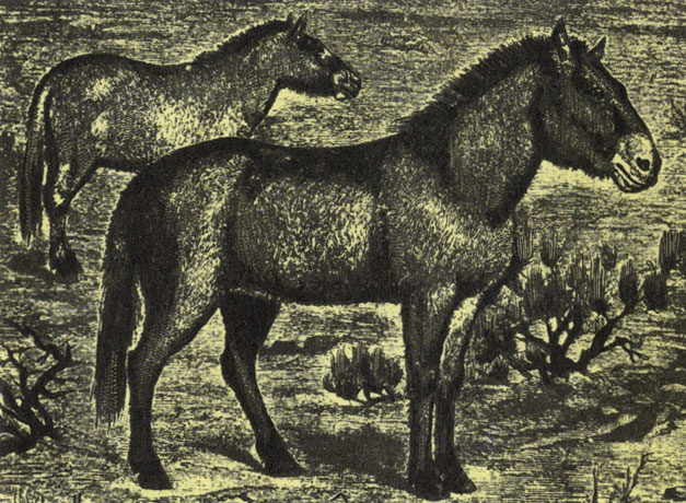 Лошади Пржевальского. Гравюра 1910 г.