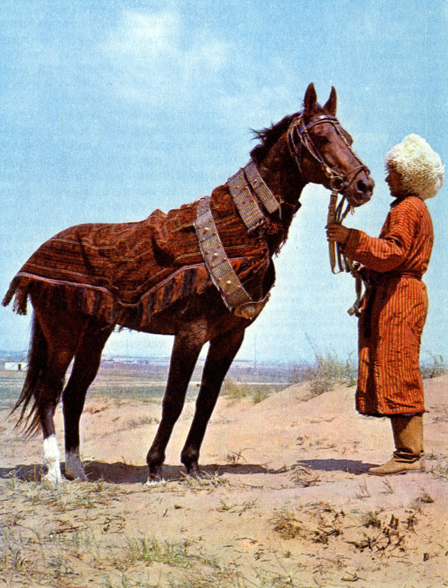 Жеребец ахалтекинской породы в национальном туркменском уборе