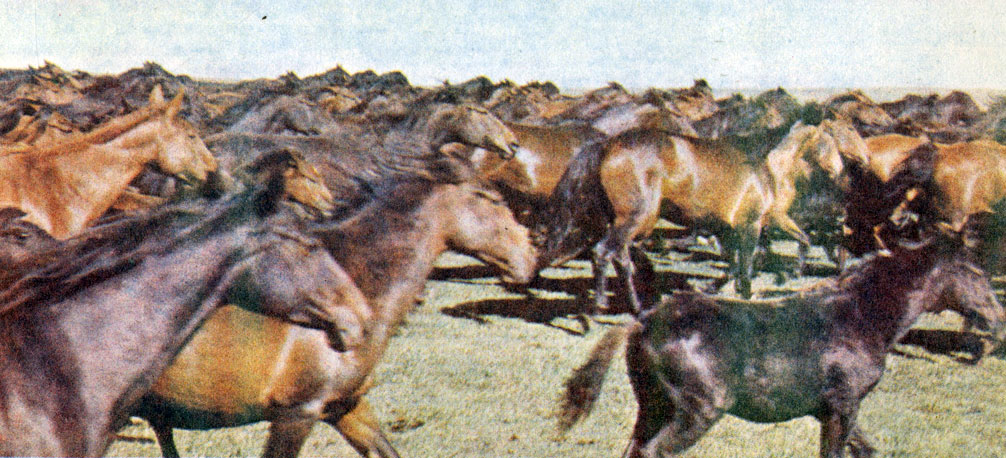 Мало-Карачаевский конный завод. Табун лошадей кабардинской породы.