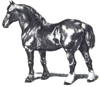 Ломовая лошадь (битюг).