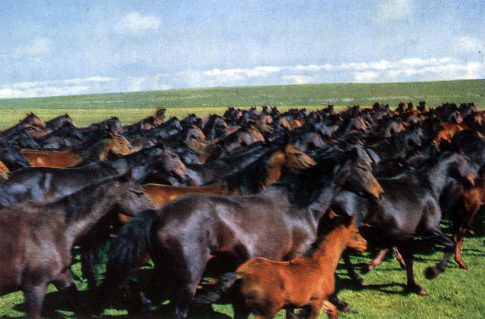 Табун лошадей кабардинской породы на высокогорном пастбище в Малокарачаевском конном заводе