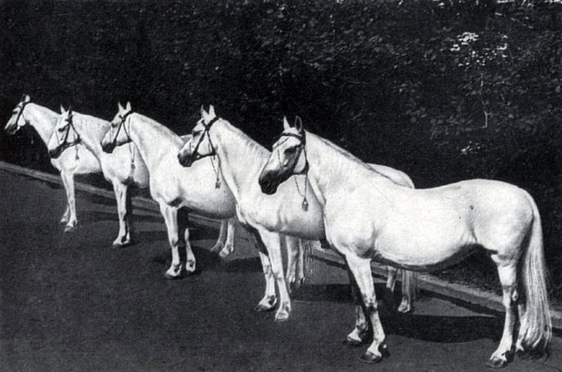 Группа маток орловской рысистой породы Первого Московского конного завода 