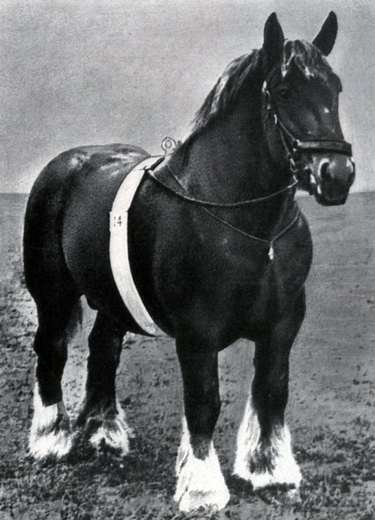 Тип бельгийской рабочей лошади, распространенной в странах Западной Европы