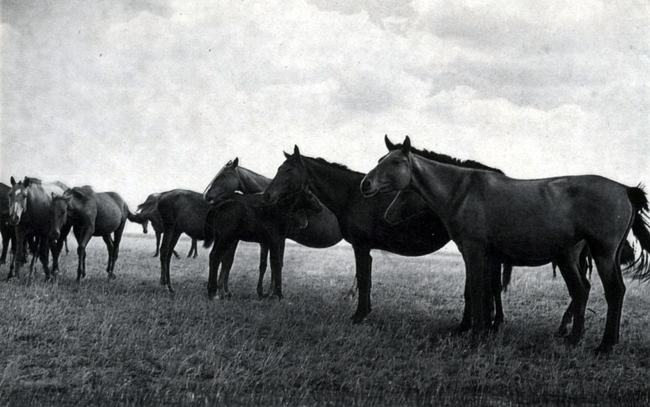 Группа кушумских лошадей
