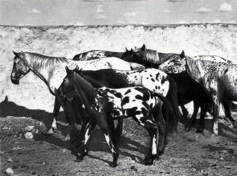 Группа чубарых казахских кобыл с жеребятами