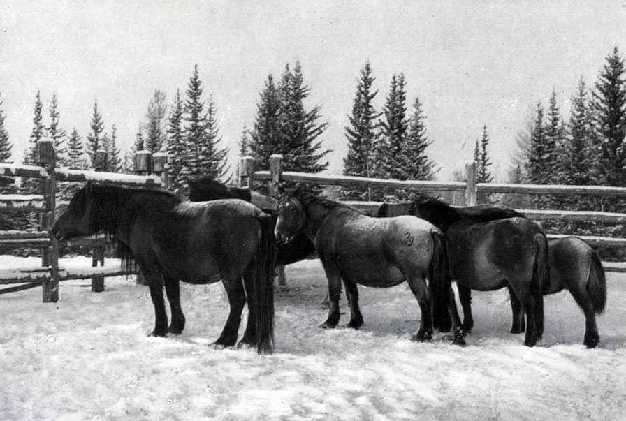 Группа якутских лошадей