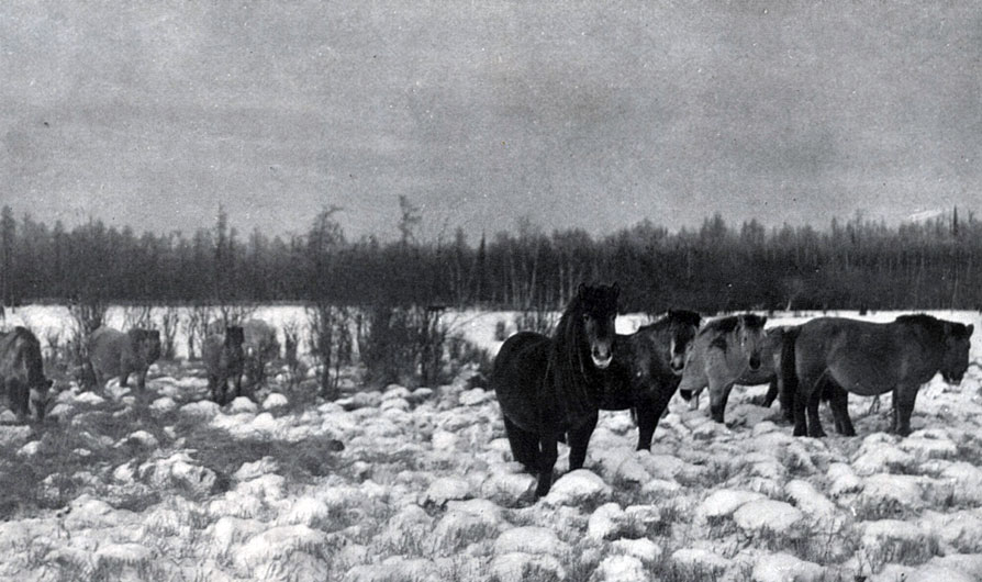 Якутские лошади на кочкарниковом пастбище