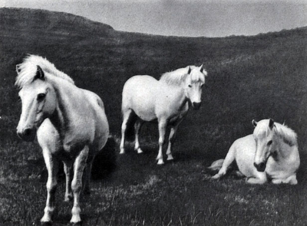 Уэльские пони