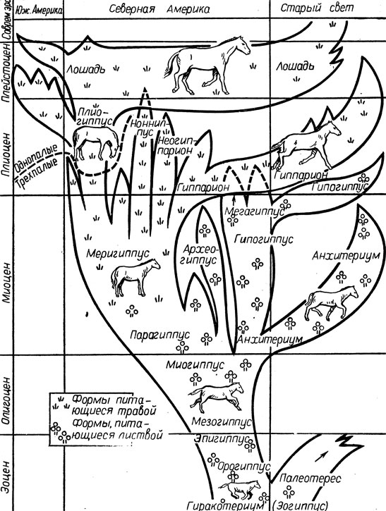 Рис. 1. Схема эволюции лошади (по данным В. О. Витта, О. А. Желиговского и др., 1964)