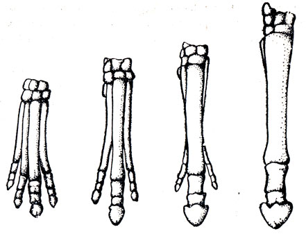 Рис. 2. Развитие передних конечностей в историческом ряду лошадиных. Слева направо: хиракотериум, мезохиппус, мерихиппус, лошадь (по данным Ренча, 1956)