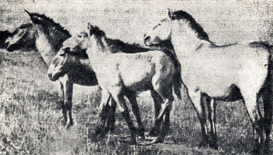 Рис. 3. Лошади Пржевальского в степи Аскания-Нова