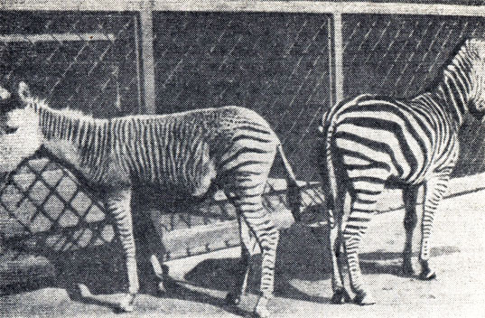 Рис. 4. Зебра Чапмана с 10-месячным гибридным жеребенком Рыжиком (слева), родившимся в 1973 г. в Ленинградском зоопарке (мать - зебра, отец - кулан)