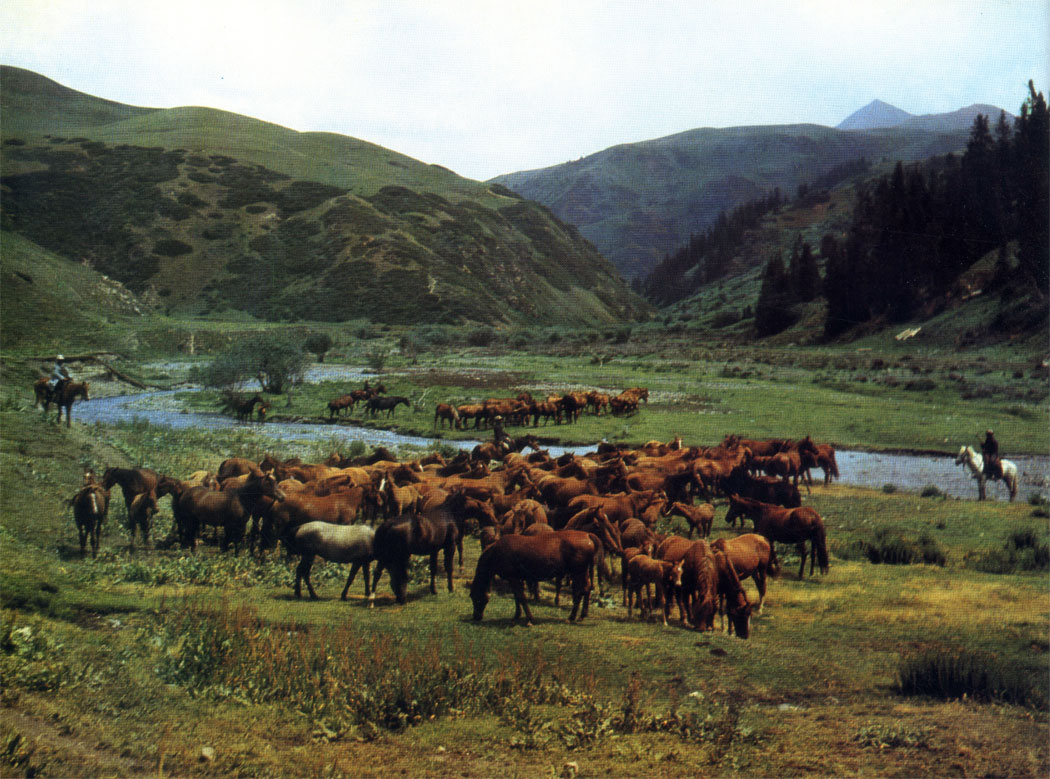 На горных пастбищах Киргизии табуны лошадей содержат круглый год