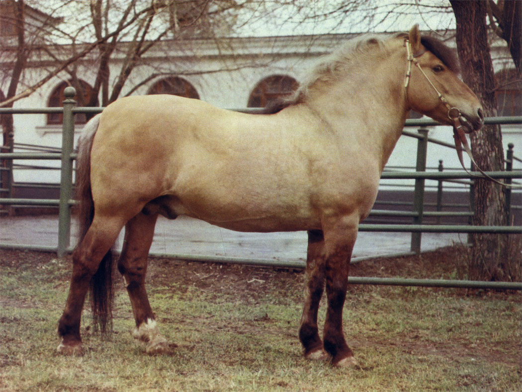Реферат: Упряжные тяжеловозные породы лошадей