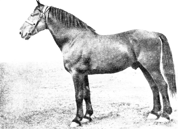 Латвийская упряжная порода [1952 - - Книга о лошади. Том I]