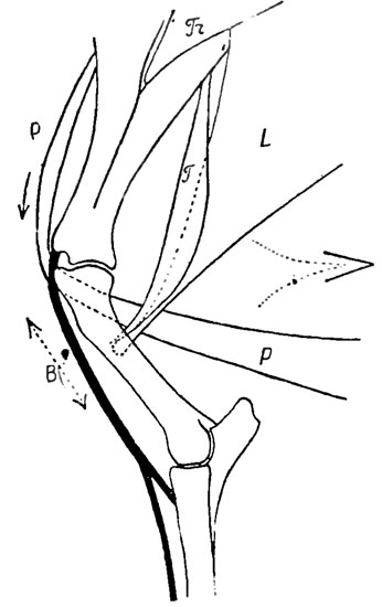 . 3. ,       (        ). Tr - m. trapezius thoracis; P - m. peetoralis profundus (   ); B - m. biceps brachii (    ); L - m. latissimus dorsi; T - m. teres major