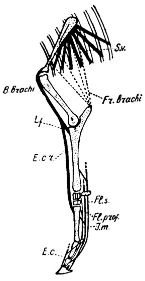 . 11. -    S. v. - Fascia serrata (+perimisium ); Tr. brack. - m. triceps brachii (cap. longum); B. brack. - m. biceps brachii (tendo bicipitis); L. f. - lacertus fibrosus; E. . r. -  ni. exfc carpi radialis; Fl. s. - . m. flex. dig. sublimiss Fl. prof. - . m. flex. dig. profundus; I. m. - 'muse' interosseus medius; e. c. - . m. ext. dig. communis        1-   m. interosseus medius