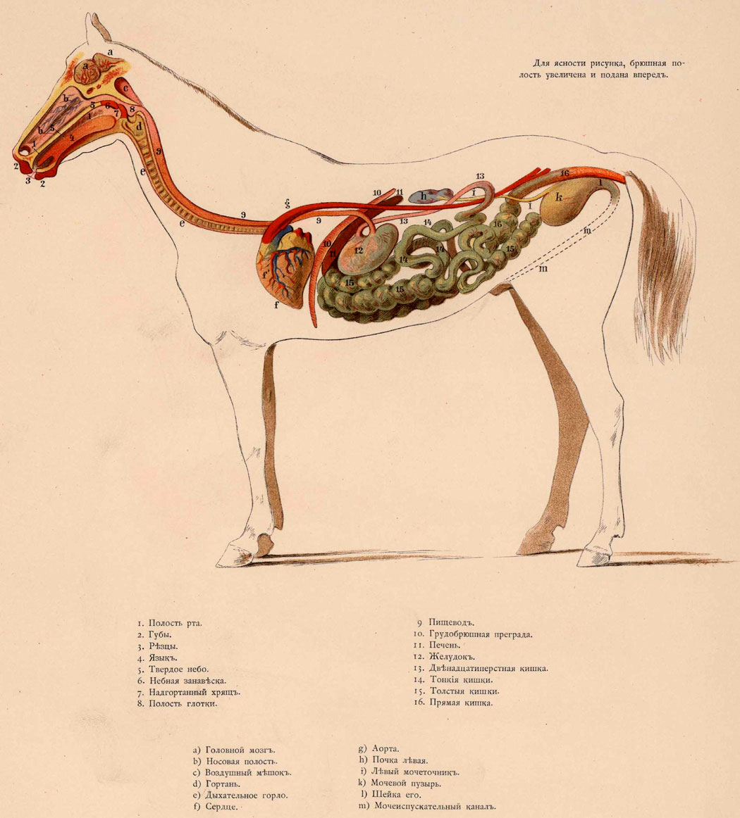 Пищеварительная система лошади схема