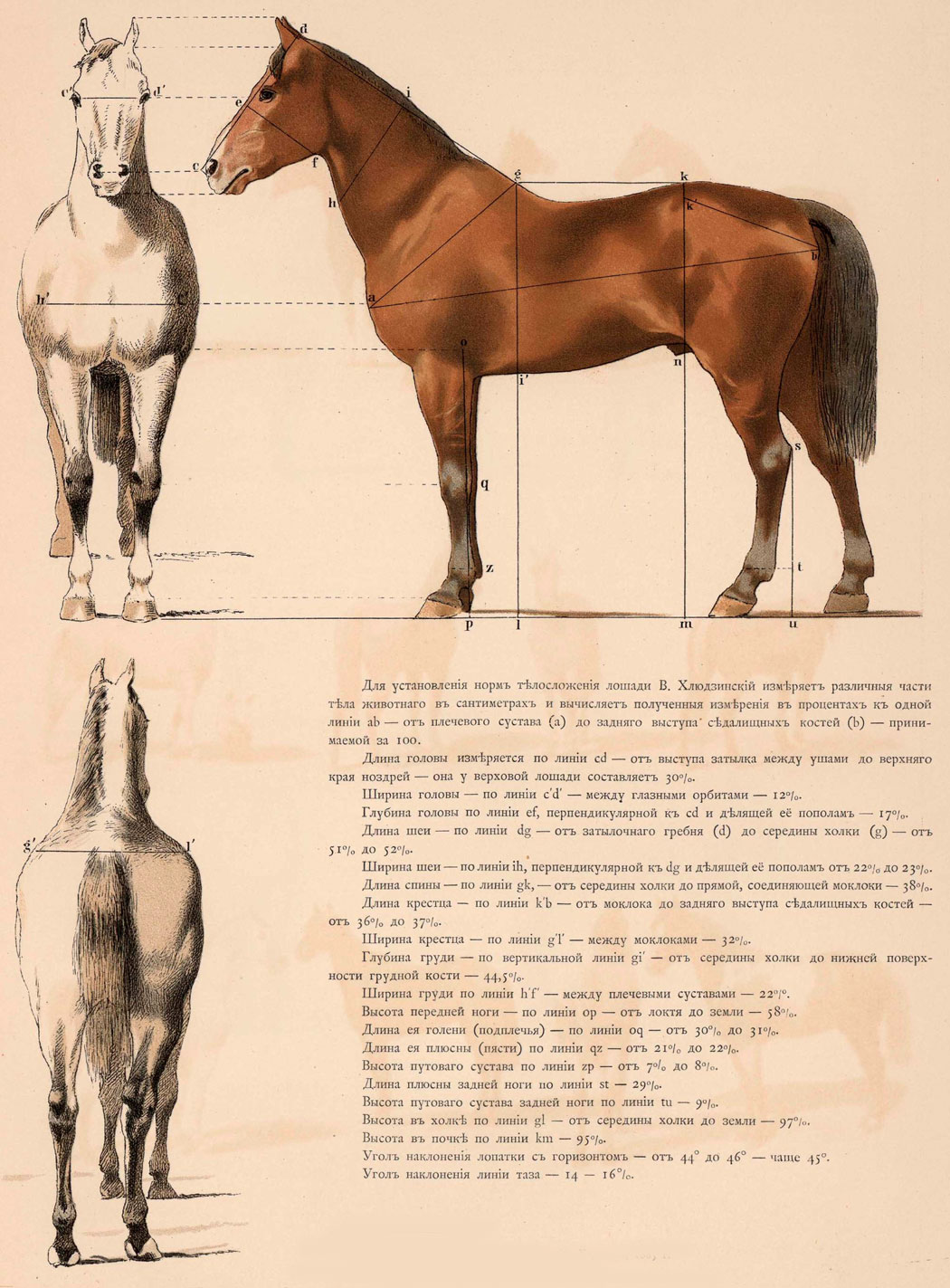 Иппологический атлас для наглядного изучения верховой лошади