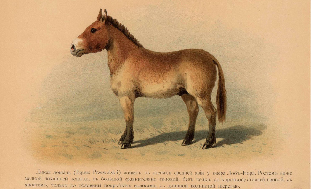   (Equus Przewalski)