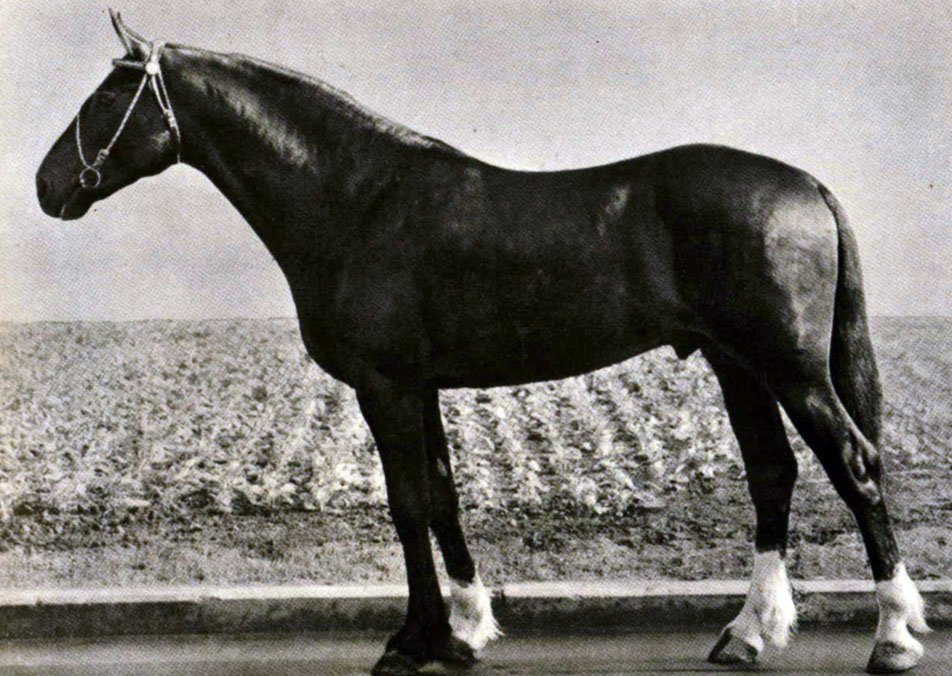 Анна решила выяснить соответствует ли изображенная на фотографии лошадь стандартам породы орловский
