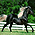Конный спорт, Породы лошадей
